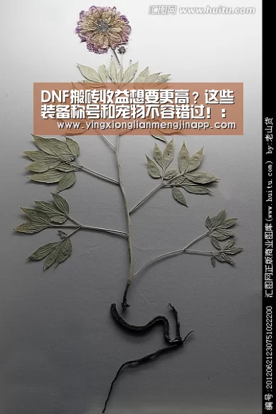 DNF搬砖收益想要更高?这些装备称号和宠物不容错过!:英雄联盟竞猜大厅 - LOL全球总决赛下注官方网站下载(图2) 英雄联盟竞猜大厅 - LOL全球总决赛下注官方网站